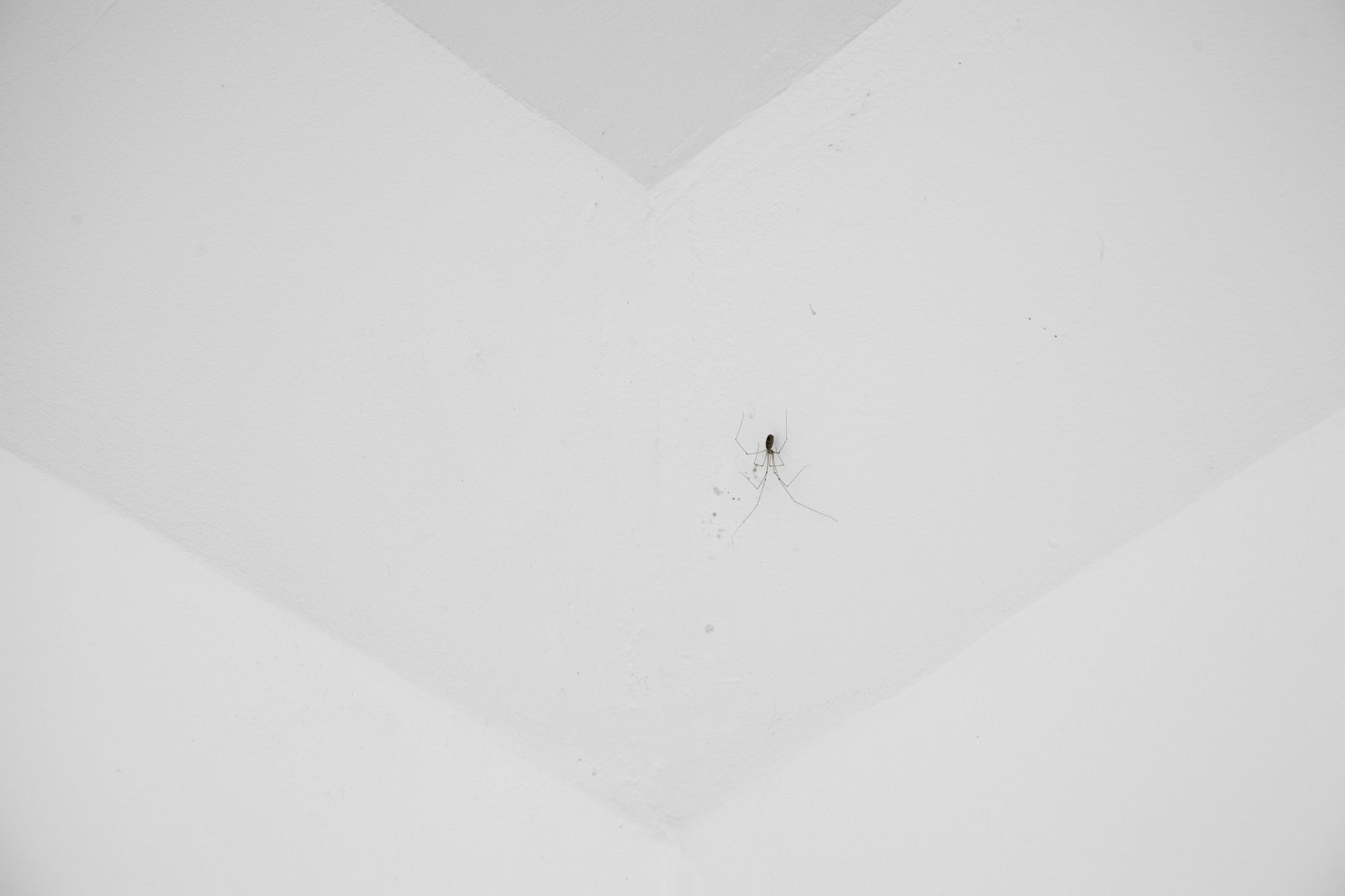 Pierre Huyghe, CC Spider, 2011, Spider, Dimensions variable,  (#3/20)